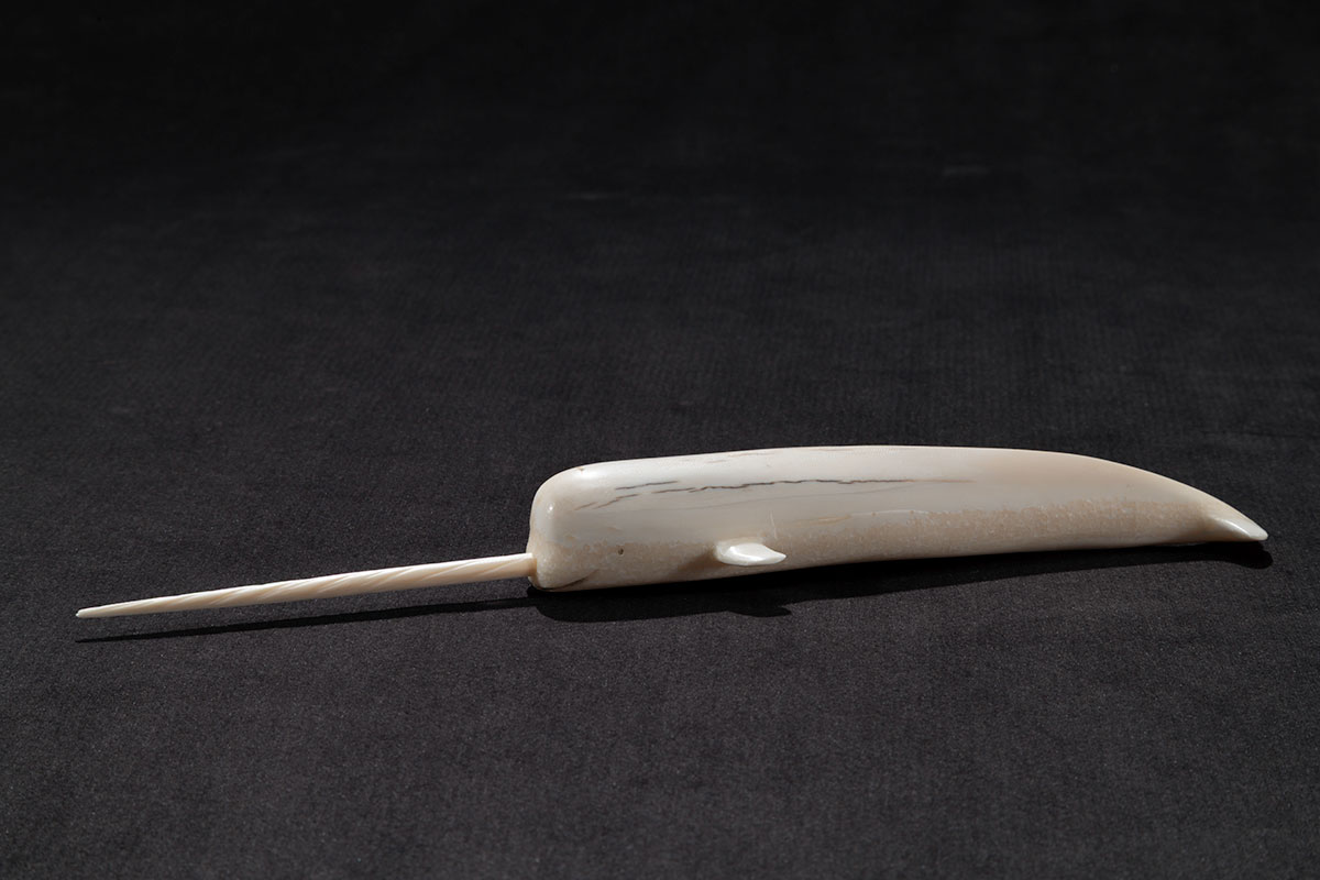 Photo_NLF2189-26_SmallIvoryNarwhal_01