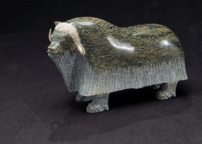 “Medium Muskox”