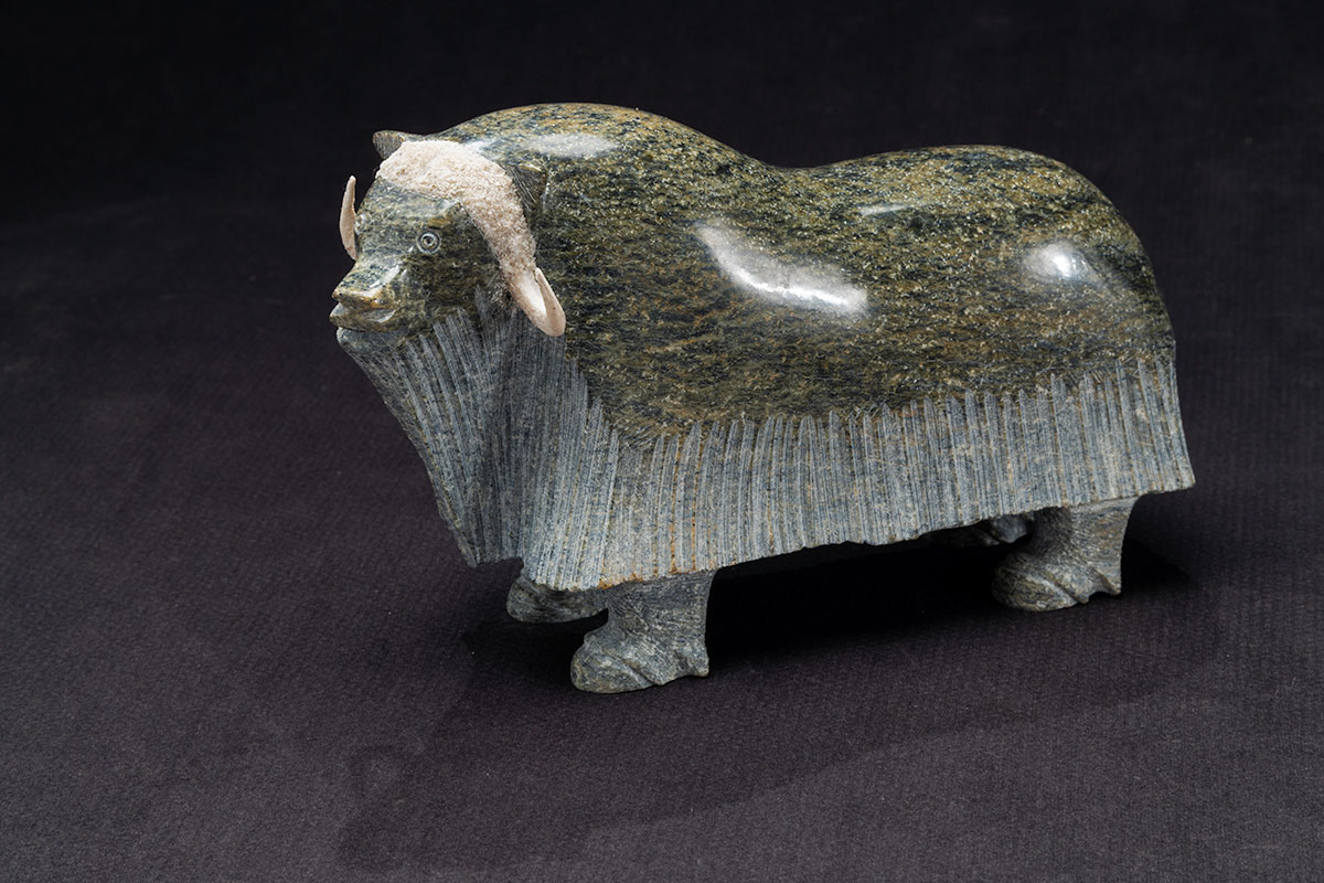 Photo_NLF2215-52_MediumMuskox_01