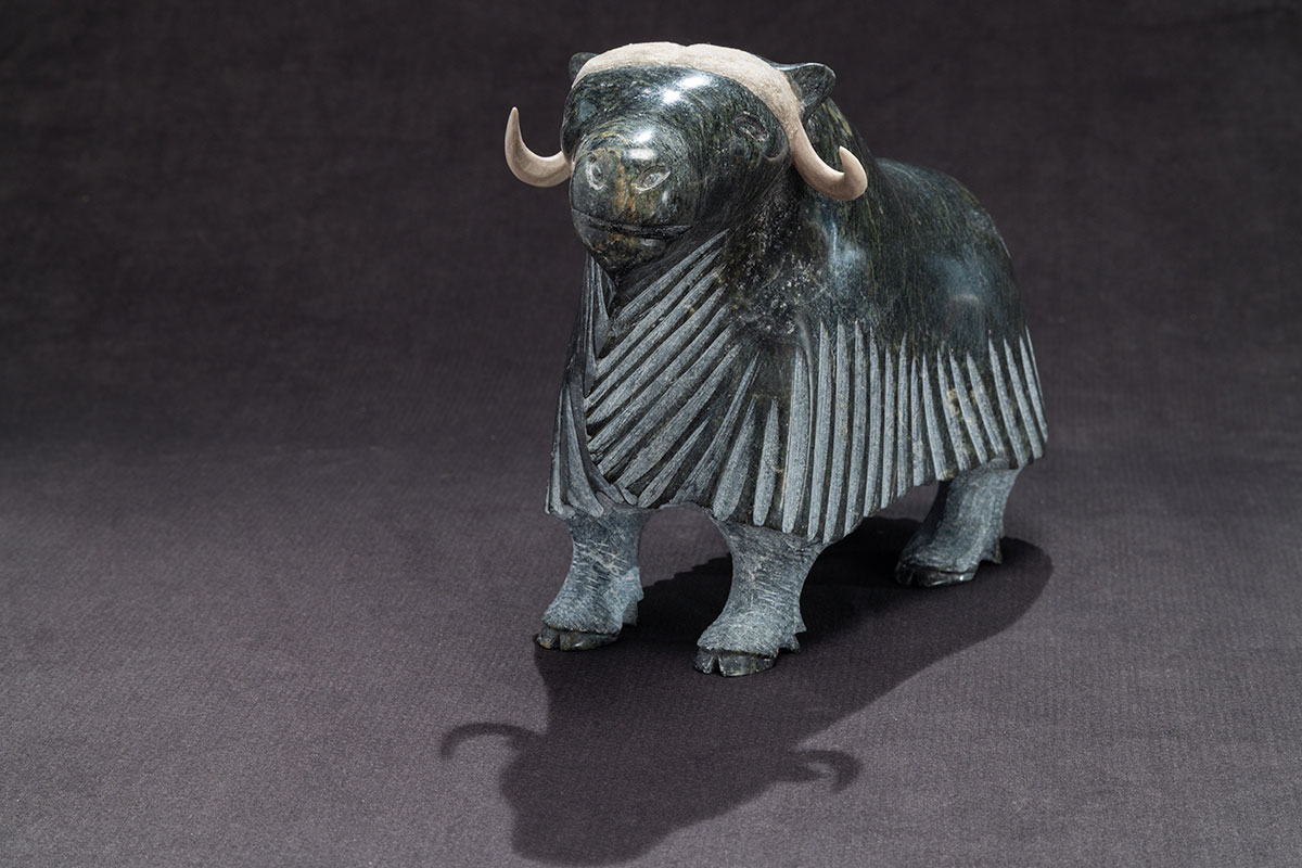 Photo_NLF2233-70_SmilingMuskox_01